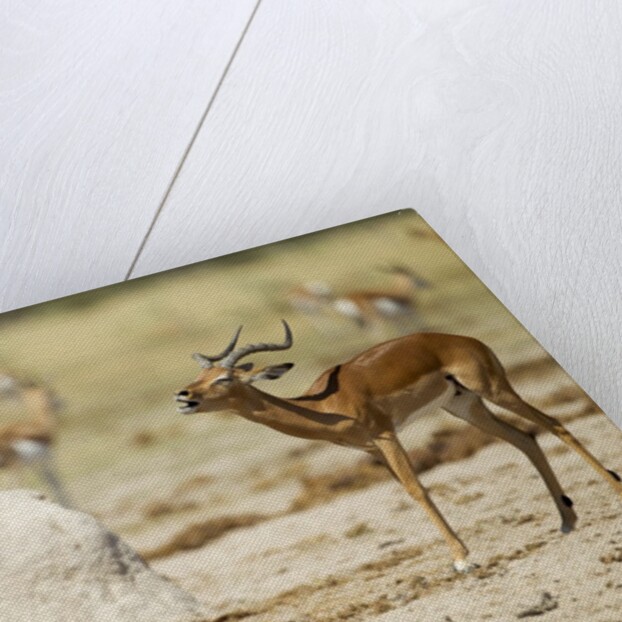 Impala, Nxai Pan National Park, Botswana by Anonymous