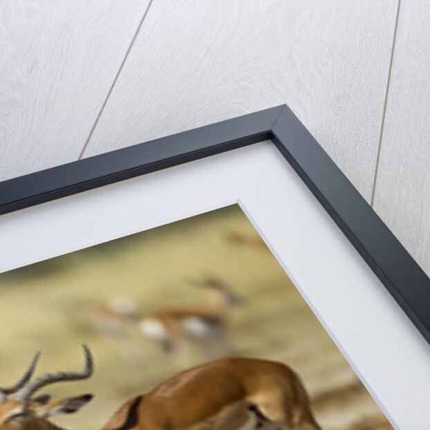 Impala, Nxai Pan National Park, Botswana by Anonymous
