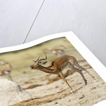 Impala, Nxai Pan National Park, Botswana by Anonymous