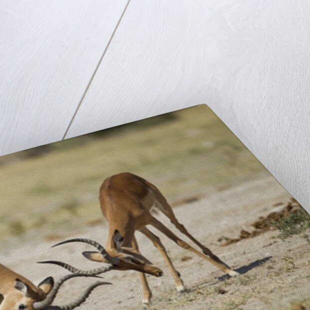Impala, Nxai Pan National Park, Botswana by Anonymous