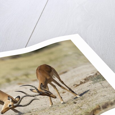 Impala, Nxai Pan National Park, Botswana by Anonymous