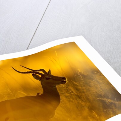 Impala, Moremi Game Reserve, Botswana by Anonymous