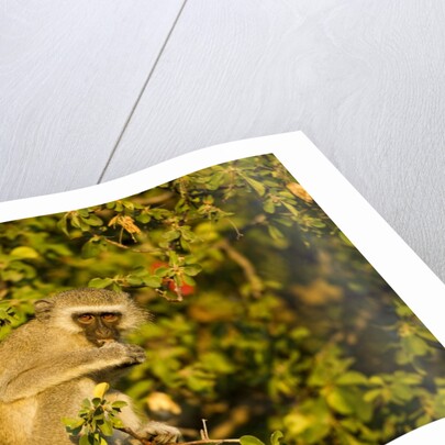 Vervet Monkey, Makgadikgadi Pans National Park, Botswana by Anonymous