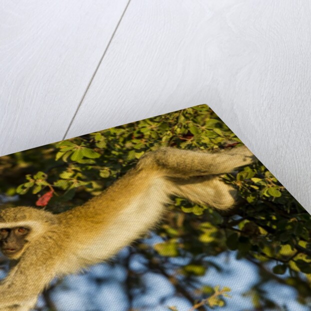 Vervet Monkey, Makgadikgadi Pans National Park, Botswana by Anonymous