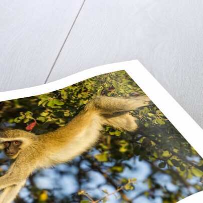 Vervet Monkey, Makgadikgadi Pans National Park, Botswana by Anonymous