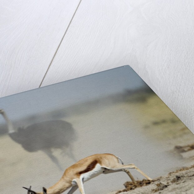 Sparring Impala, Nxai Pan National Park, Botswana by Anonymous
