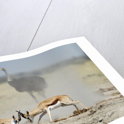 Sparring Impala, Nxai Pan National Park, Botswana by Anonymous