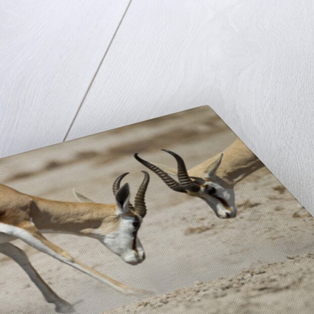 Sparring Impala, Nxai Pan National Park, Botswana by Anonymous