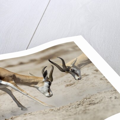 Sparring Impala, Nxai Pan National Park, Botswana by Anonymous