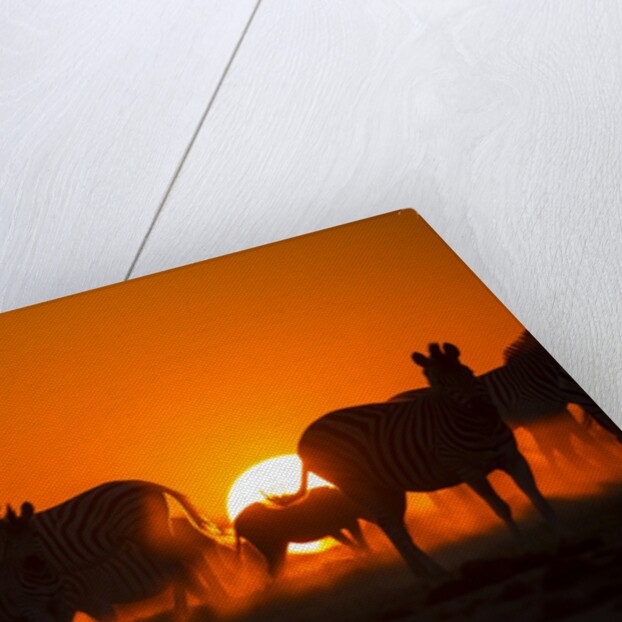 Plains Zebra, Makgadikgadi Pans National Park, Botswana by Anonymous