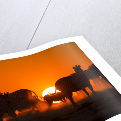 Plains Zebra, Makgadikgadi Pans National Park, Botswana by Anonymous
