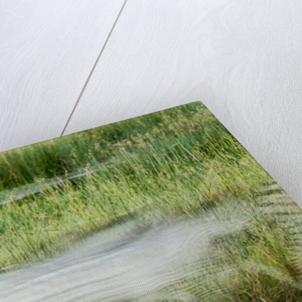 Blurred Plains Zebra, Makgadikgadi Pans National Park, Botswana by Anonymous