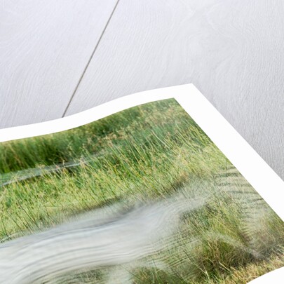Blurred Plains Zebra, Makgadikgadi Pans National Park, Botswana by Anonymous