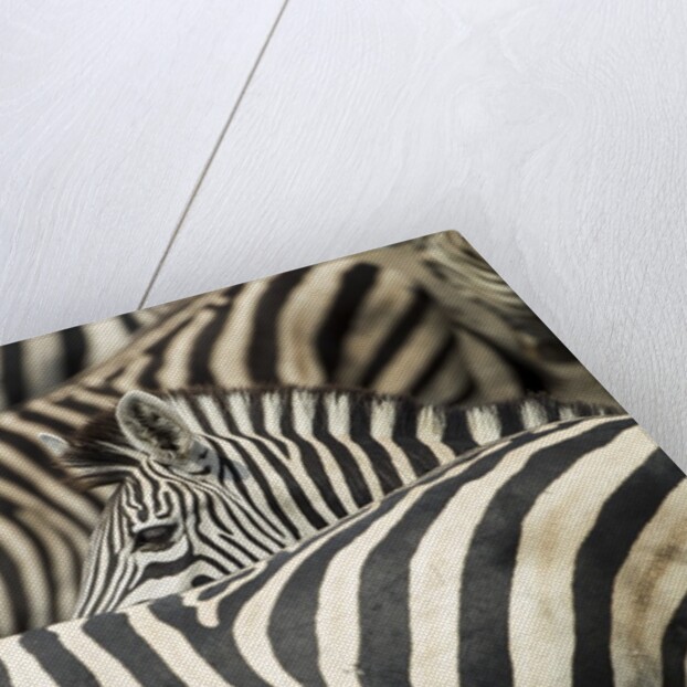 Plains Zebra, Chobe National Park, Botswana by Anonymous