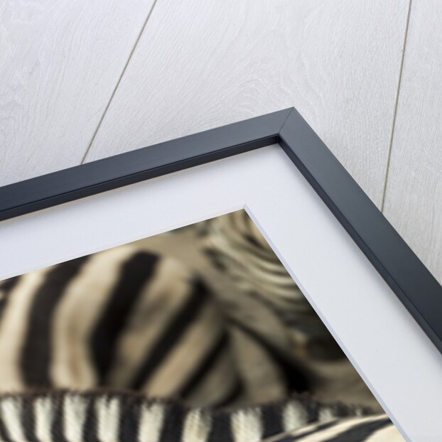 Plains Zebra, Chobe National Park, Botswana by Anonymous
