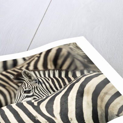 Plains Zebra, Chobe National Park, Botswana by Anonymous