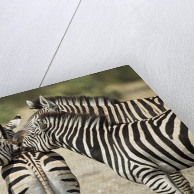Plains Zebra, Chobe National Park, Botswana by Anonymous