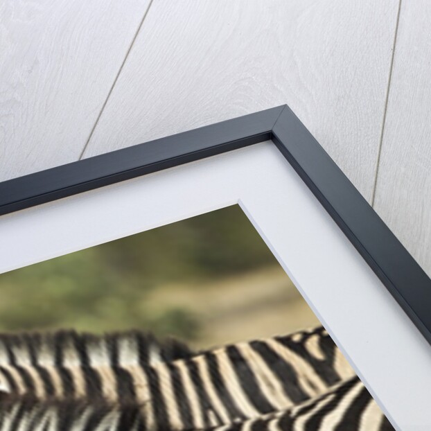 Plains Zebra, Chobe National Park, Botswana by Anonymous