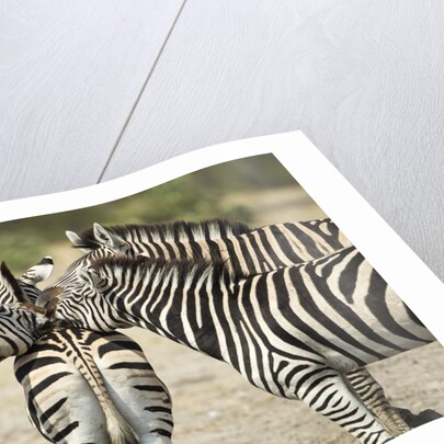 Plains Zebra, Chobe National Park, Botswana by Anonymous
