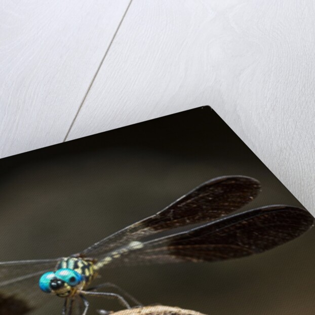 Dragonfly, Isalo National Park, Madagascar by Anonymous