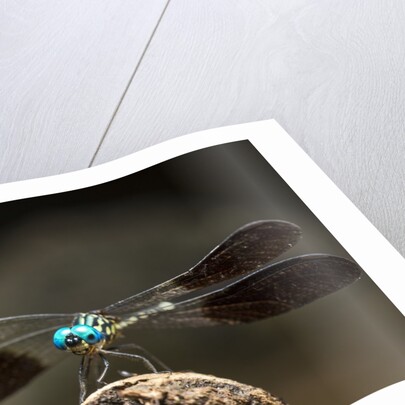 Dragonfly, Isalo National Park, Madagascar by Anonymous