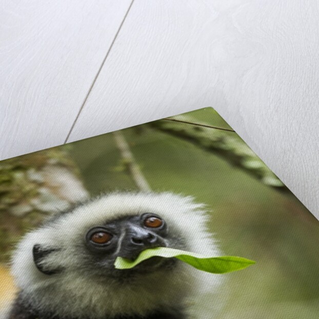 Diademed Sifaka, Andasibe-Mantadia National Park, Madagascar by Anonymous