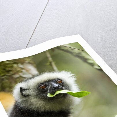 Diademed Sifaka, Andasibe-Mantadia National Park, Madagascar by Anonymous
