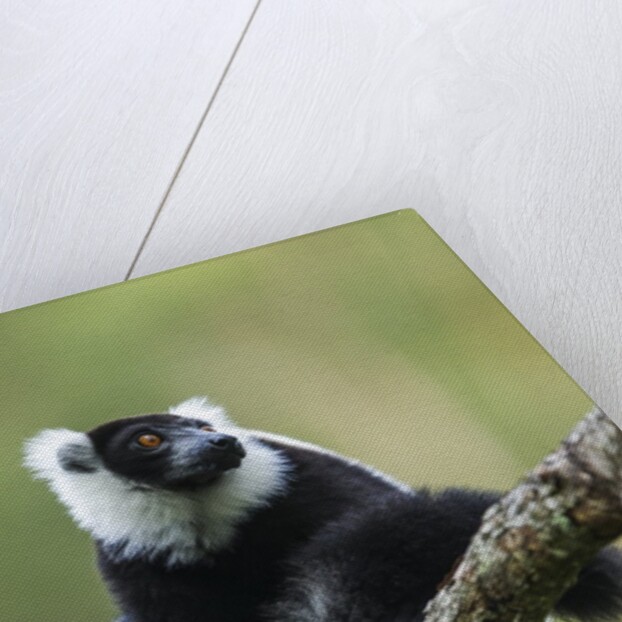 Black and White Ruffed Lemur, Madagascar by Anonymous