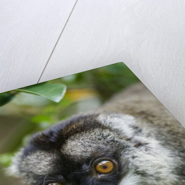Common Brown Lemur, Madagascar by Anonymous