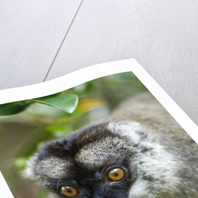 Common Brown Lemur, Madagascar by Anonymous