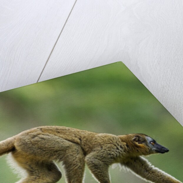 Common Brown Lemur, Madagascar by Anonymous
