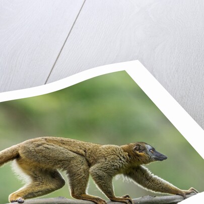 Common Brown Lemur, Madagascar by Anonymous