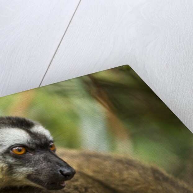 Common Brown Lemur, Madagascar by Anonymous