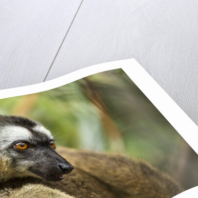 Common Brown Lemur, Madagascar by Anonymous