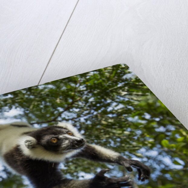 Black and White Ruffed Lemur, Madagascar by Anonymous