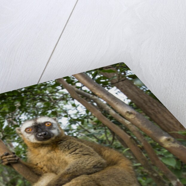 Common Brown Lemur, Madagascar by Anonymous