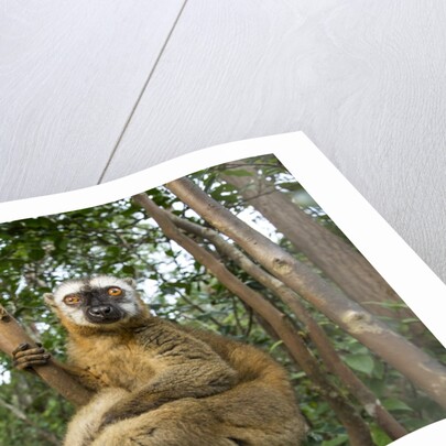Common Brown Lemur, Madagascar by Anonymous