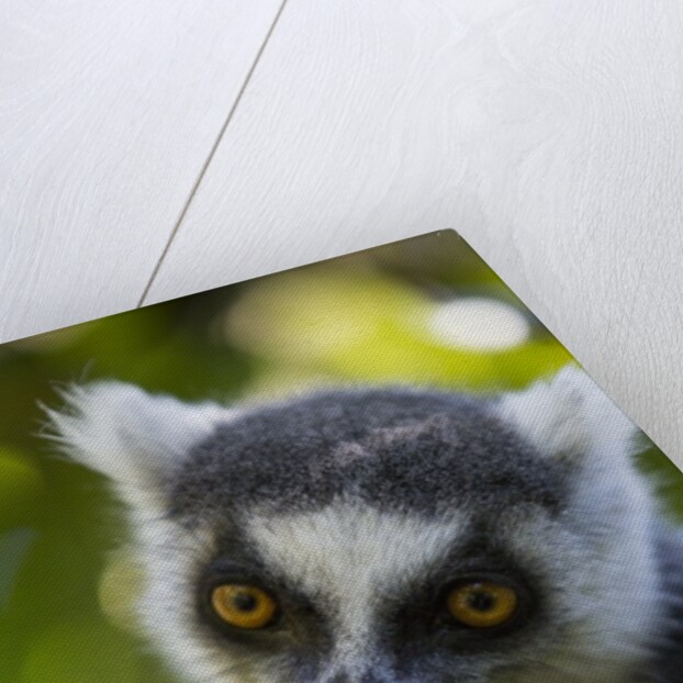 Ring-Tailed Lemur, Ambalavao, Madagascar by Anonymous