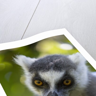 Ring-Tailed Lemur, Ambalavao, Madagascar by Anonymous