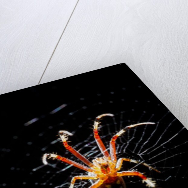 Spider, Kirindy Forest Reserve, Madagascar by Anonymous