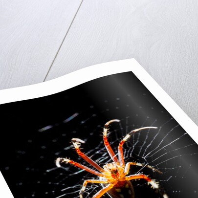 Spider, Kirindy Forest Reserve, Madagascar by Anonymous