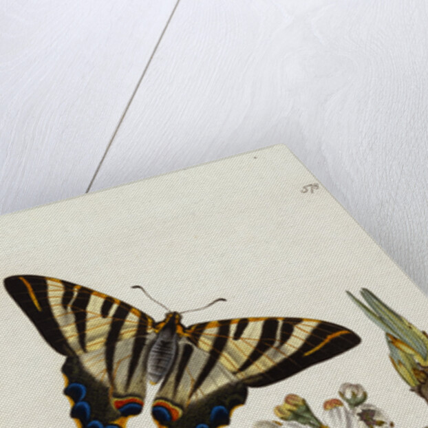 A Scarce Swallow-Tail Butterfly (Iphiclides podalirius) on Pear Blossom (Pyrus communis) by Anonymous