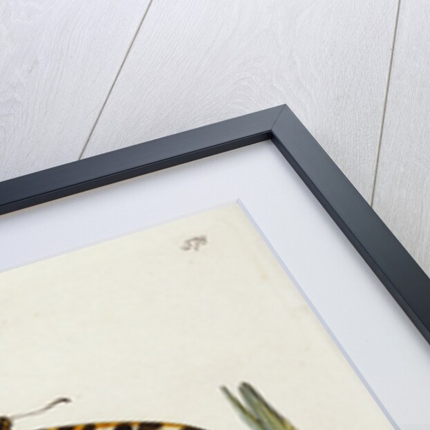 A Scarce Swallow-Tail Butterfly (Iphiclides podalirius) on Pear Blossom (Pyrus communis) by Anonymous