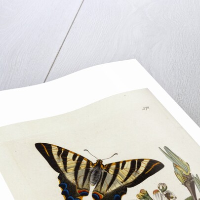 A Scarce Swallow-Tail Butterfly (Iphiclides podalirius) on Pear Blossom (Pyrus communis) by Anonymous