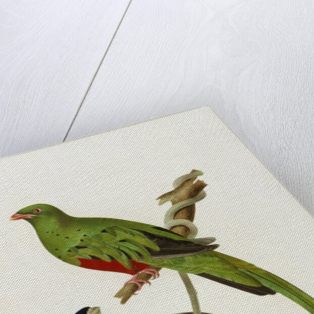 Pavonine Quetzal (Trogon pavonius) and Surucua Trogon (Trogon aurantius) by Anonymous