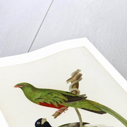Pavonine Quetzal (Trogon pavonius) and Surucua Trogon (Trogon aurantius) by Anonymous