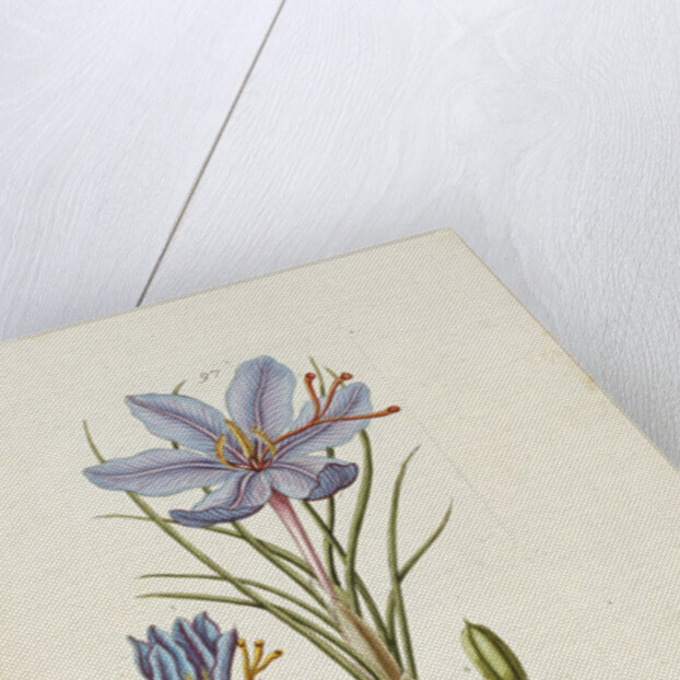 Crocus Sativus by Anonymous