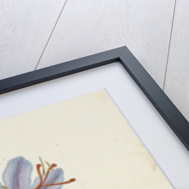 Crocus Sativus by Anonymous