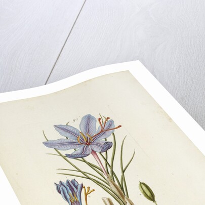 Crocus Sativus by Anonymous