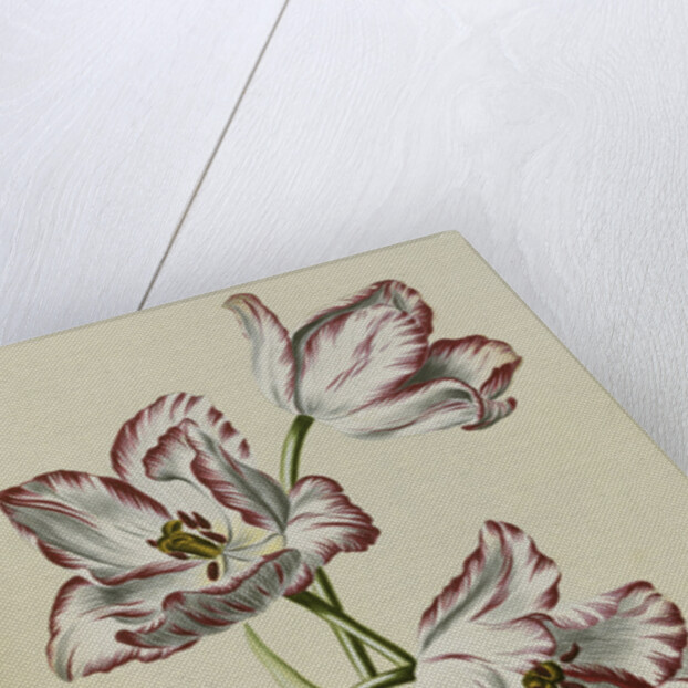 Keizer Leopoldus by Anonymous